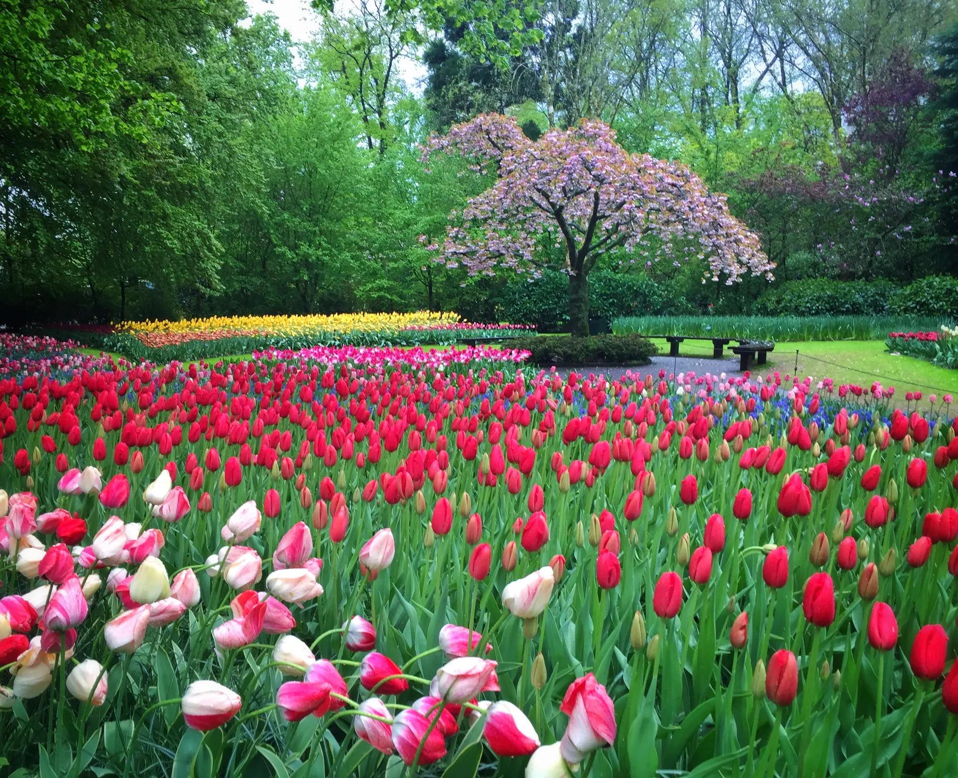 Beds of red and pink tulips beneath a flowering tree at Keukenhof