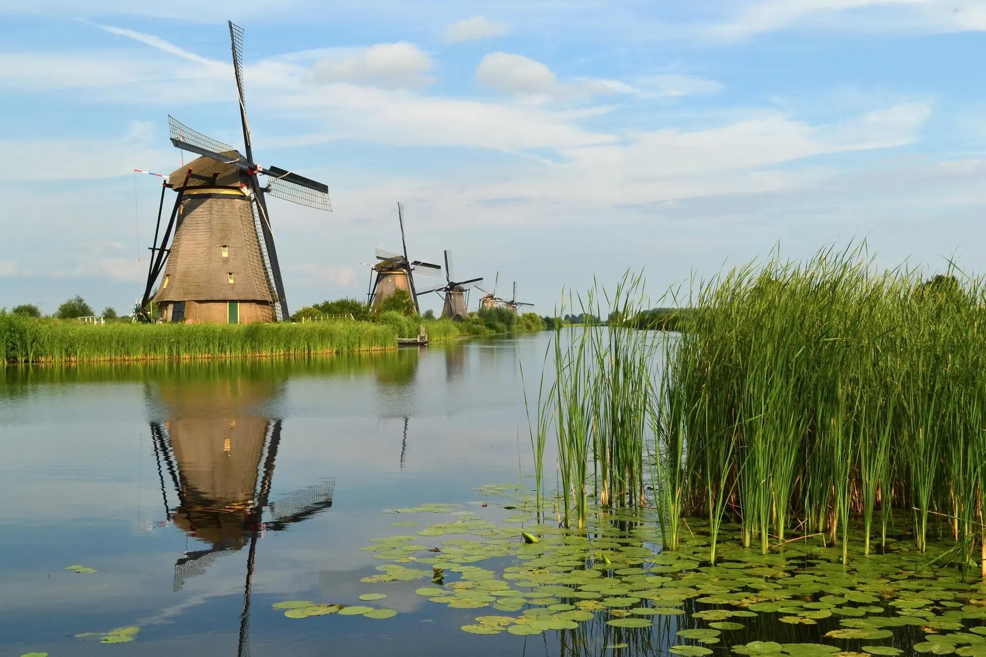 Windmills of Kinderdijk reflected in a canal with reeds and water lilies