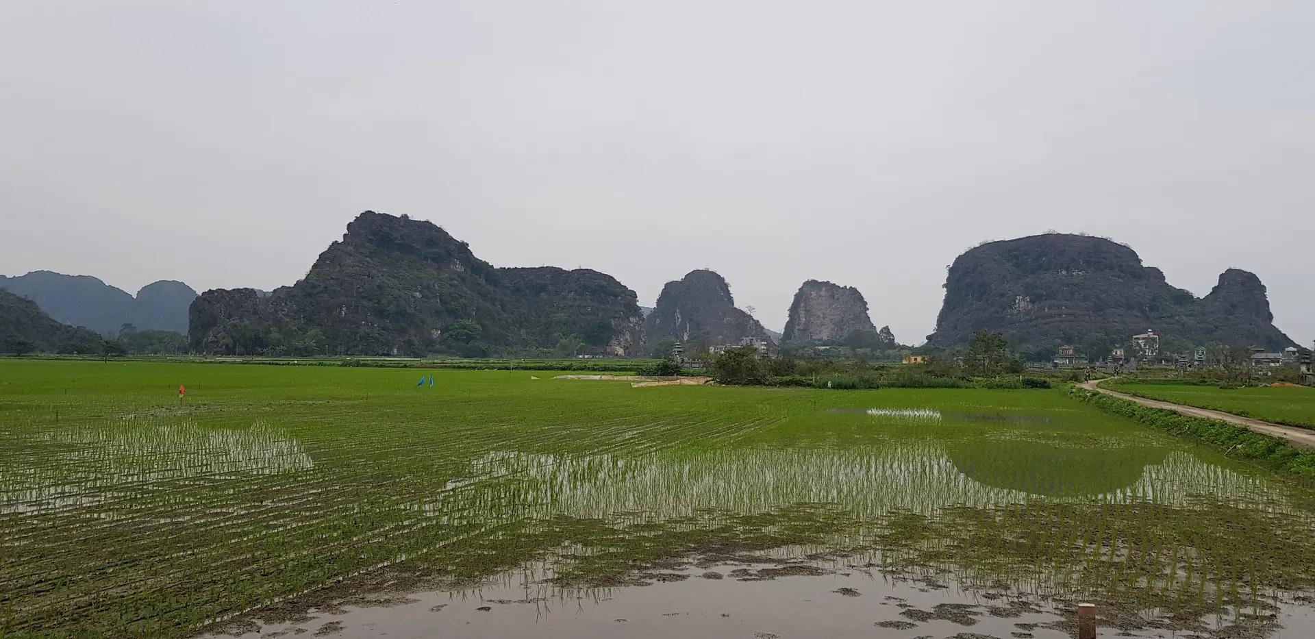 Rice fields below limestone hills at Tam Coc