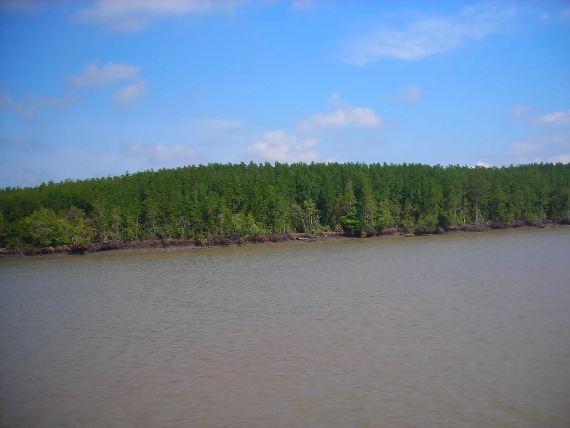 Mangrove forest along a river in Can Gio