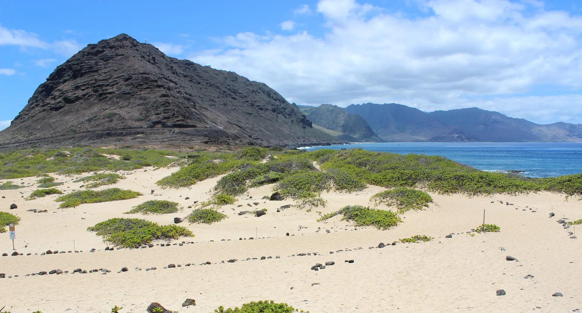 Sand dunes and low shrubs at Kaena Point with a dark headland