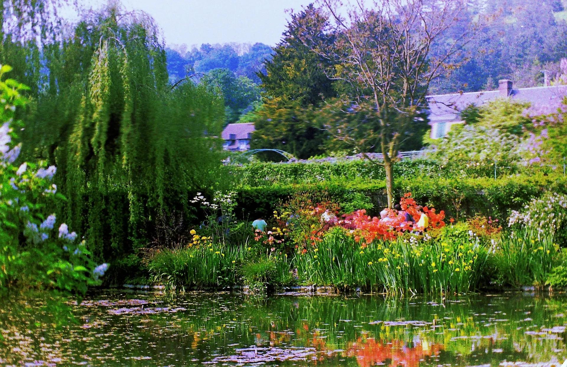 Water lily pond in Monet's garden at Giverny with willows and flowering shrubs