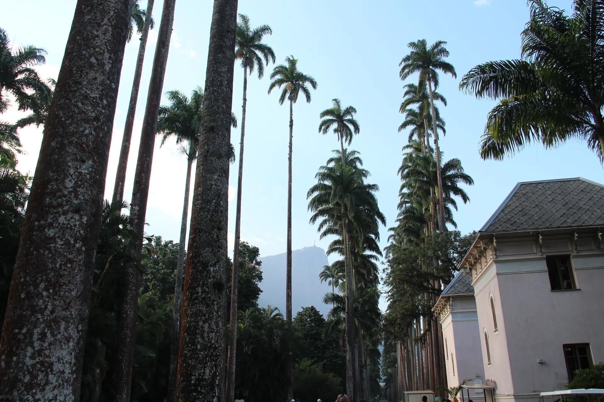 Avenue of imperial palms in the Jardim Botânico, Rio de Janeiro