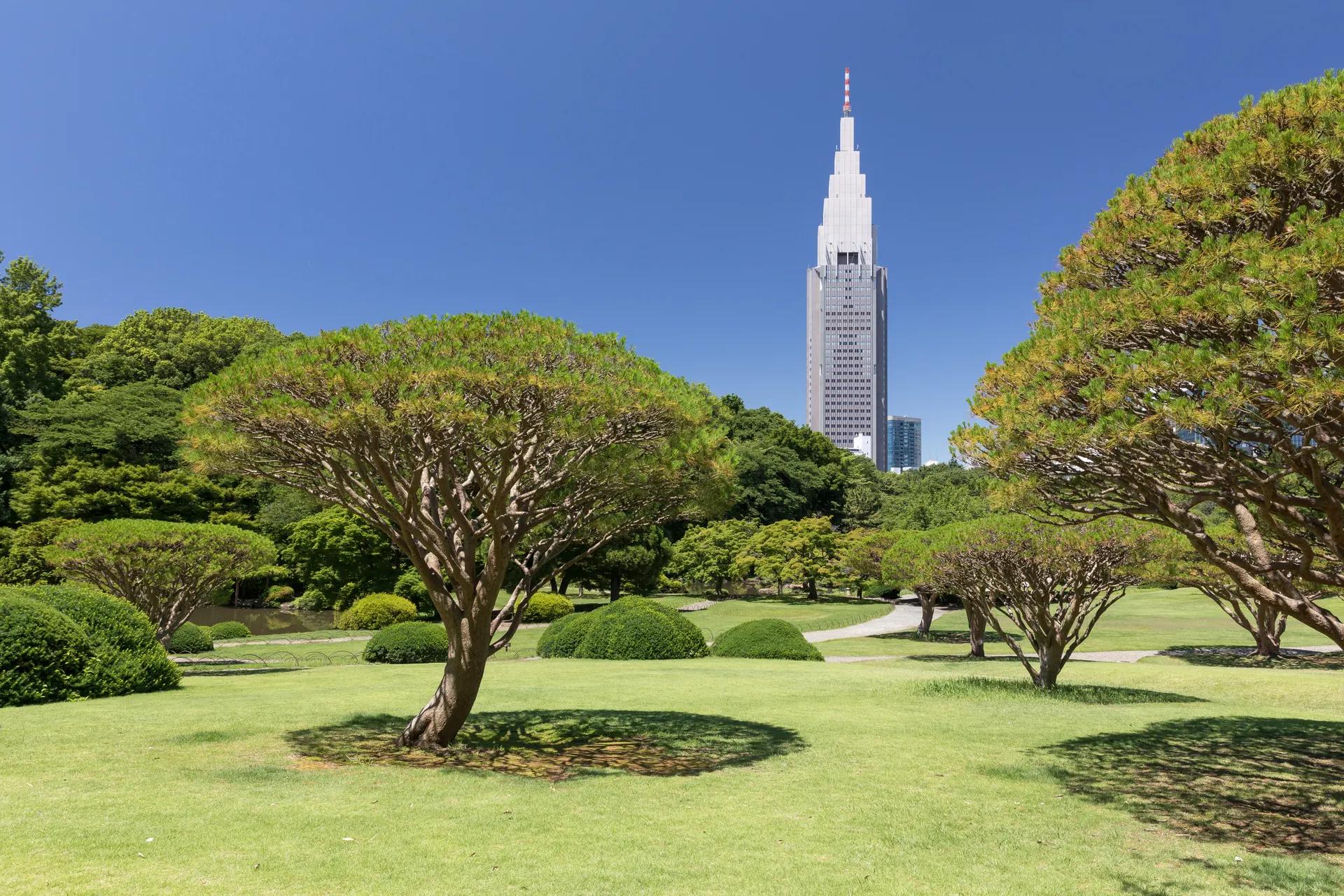Lawn and pruned trees in Shinjuku Gyoen with the NTT Docomo Yoyogi Building behind
