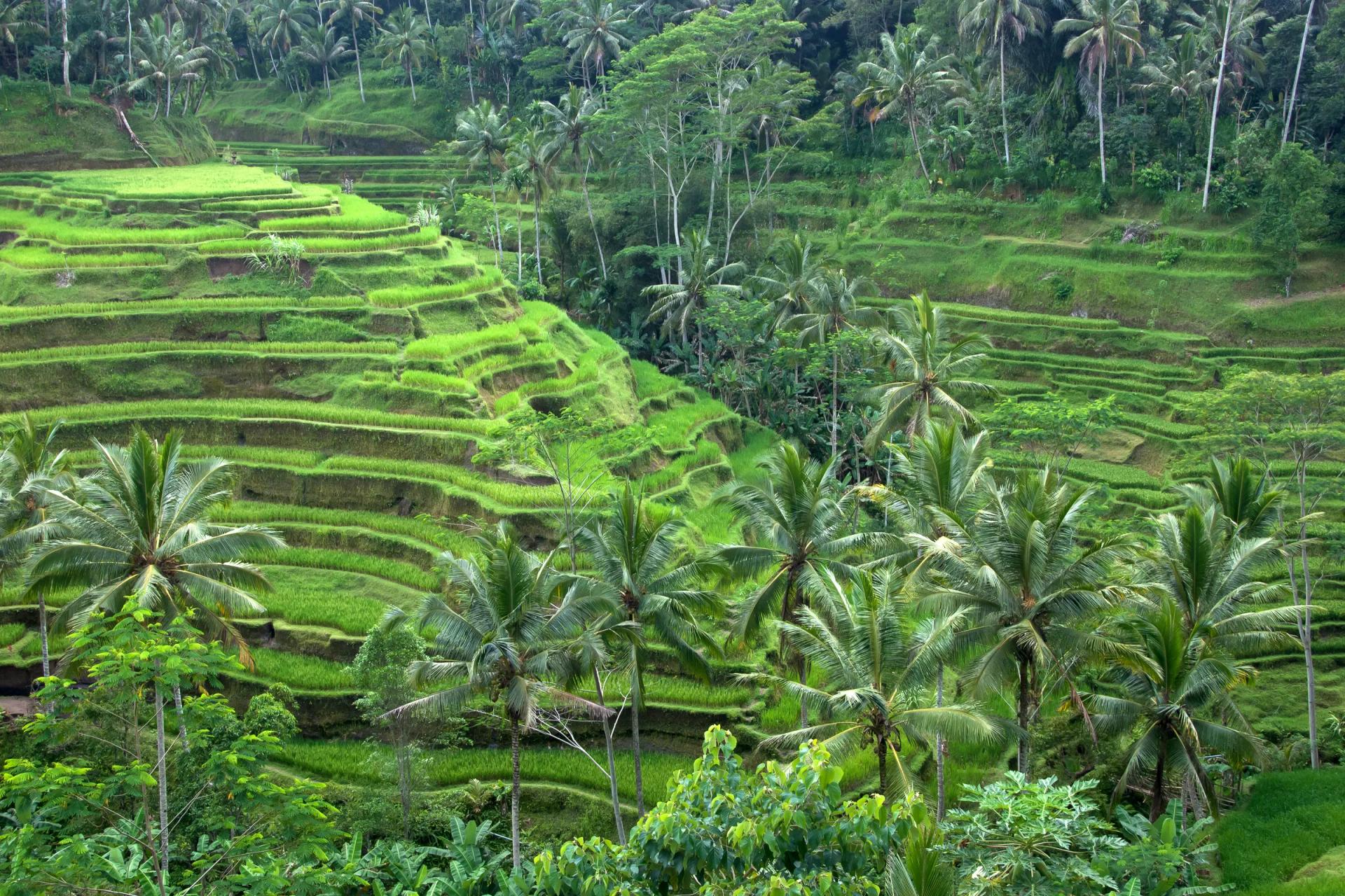 Terraced rice fields and palm trees at Tegallalang near Ubud
