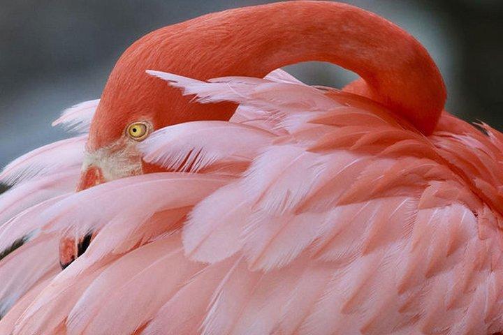 Skip the Line: Flamingo Gardens Admission Ticket in Fort Lauderdale