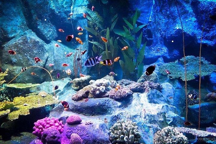 Skip-the-Line: Entradas para o Underwater World Pattaya