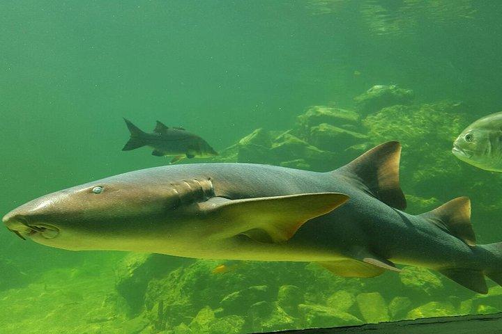 Ohne Anstehen : Eintrittskarte und Fortgeschrittener für das Santa Marta Marine World Aquarium