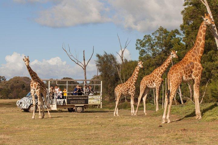 ウェロビー オープン レンジ動物園でのデラックス サファリ アドベンチャー (料金を除く)エントリ