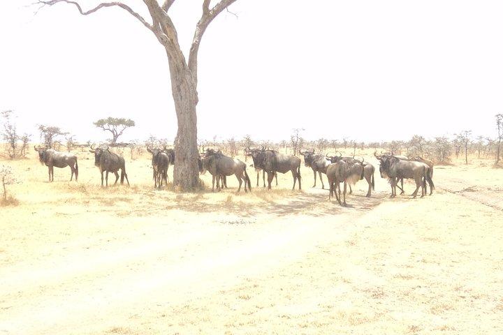 Excursion de 3 jours à la réserve nationale de Masai Mara depuis Nairobi