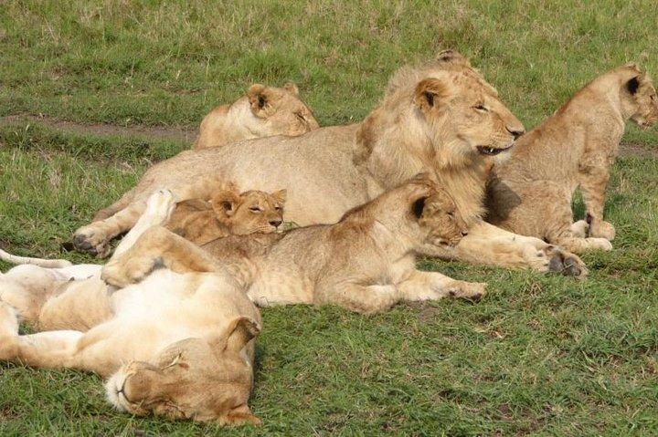 Safari di 3 giorni a budget ridotto Masai Mara su strada per famiglie di 4+