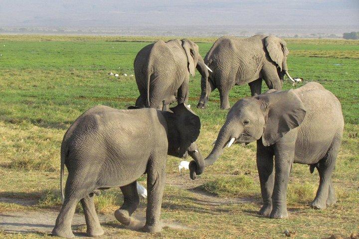 3-dages Budget Masai Mara Safari på vej for familier på 4+