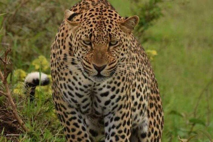 Tour della Riserva Ol Pejeta e del Parco Nazionale di Aberdares per 2 giorni