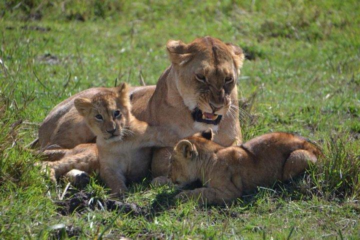Visite du Parc national de Nairobi