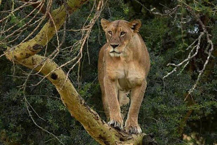 Tagestour Nairobi zum Lake Nakuru Nationalpark