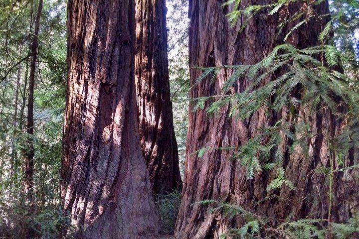 Muir Woods, Sausalito e Tiburon Day Trip de San Francisco