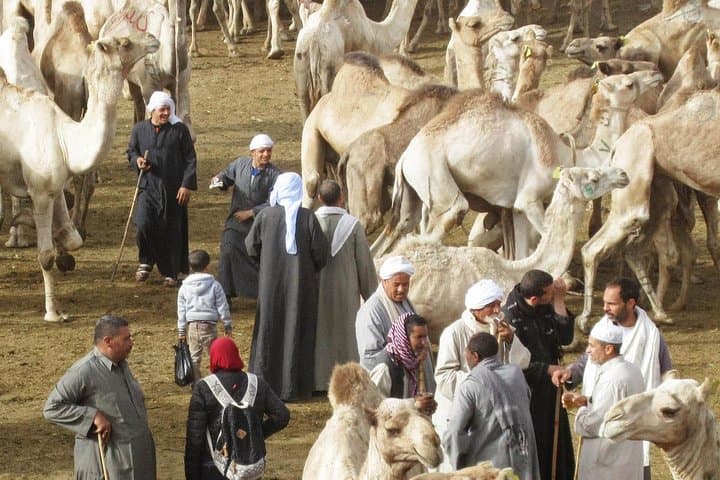 Cairo Unusual Day Tour Visit Camel Market in Birqash
