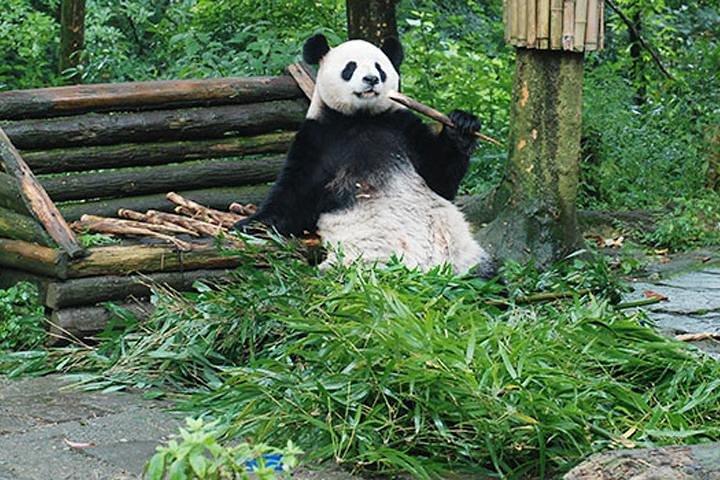 Excursion privée d'une journée avec les ruines de Sanxingdui et les pandas géants au départ de Chengdu
