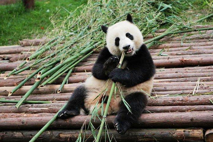 Tour di mezza giornata presso la base di ricerca sull'allevamento di panda di Chengdu