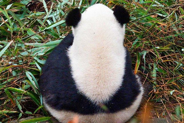 Half-Day Tour at Chengdu Panda Breeding Research Base