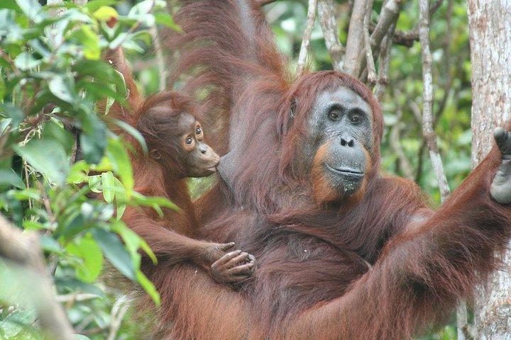 サンダカンまたはコタキナバルからの終日セピロックオランウータンとテングザル