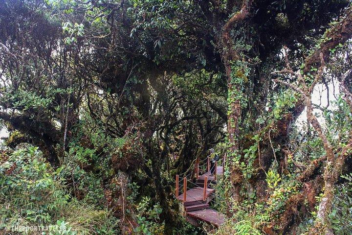 Cameron Highlands: Tour della foresta di Mossy
