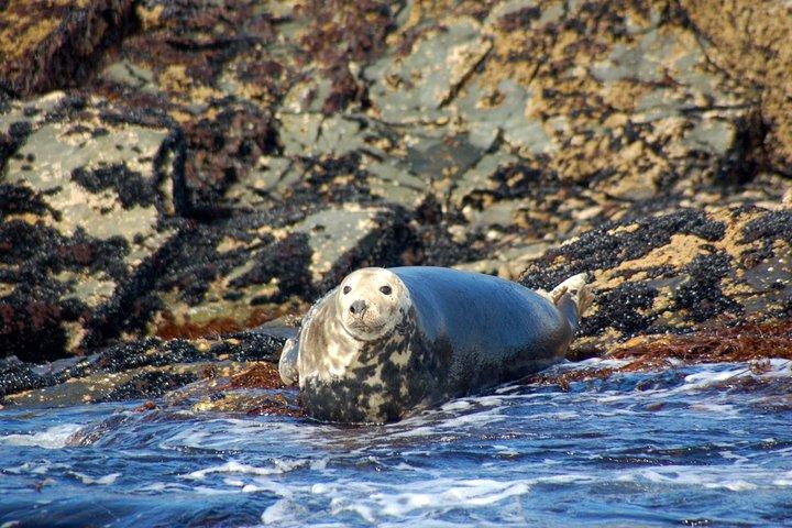 Crociera per osservare la fauna selvatica di Connemara e Inishturk Island. Giornata intera guidata privata