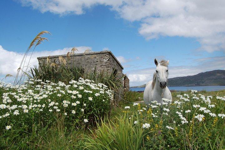 Connemara, Abadia de Kylemore e Wild Atlantic Way tour a partir de Galway