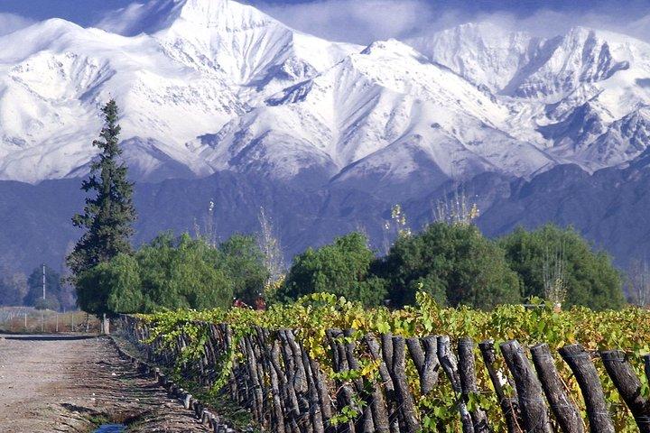 Lille Halvdags Tour til Concha y Toro Winery