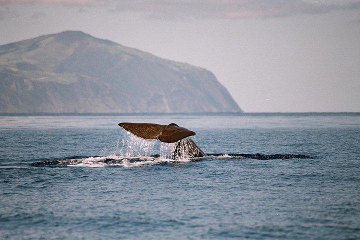 テルセイラ島でのクジラとイルカウォッチングツアー