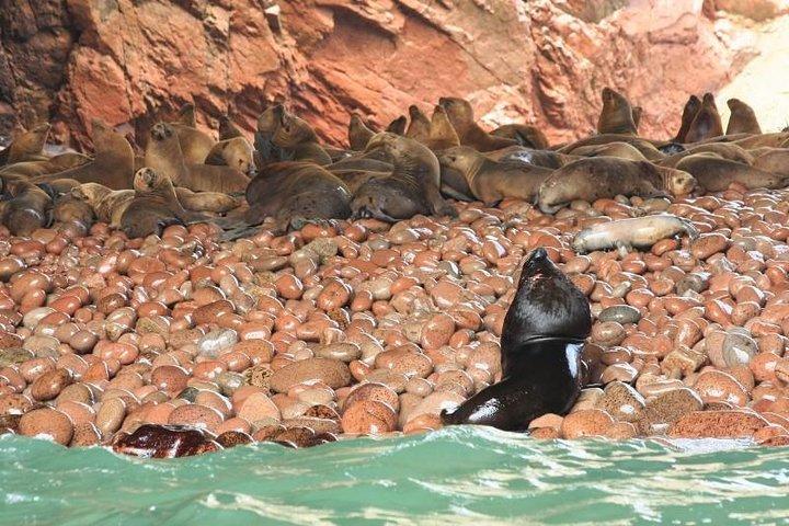 バレスタ諸島観光ボートパラカスからの乗り物