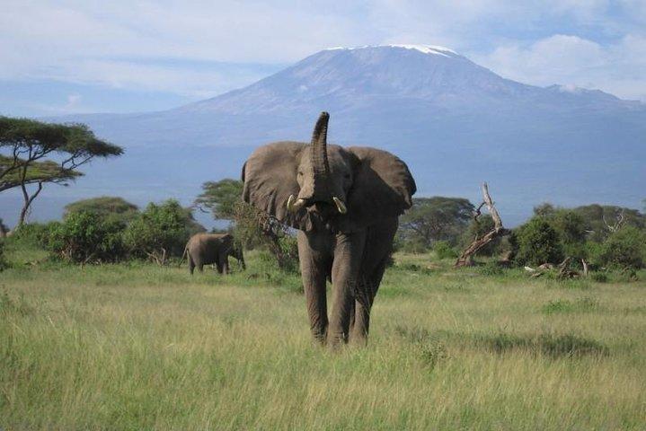 6-Day Masai Mara Interactive, Lake Nakuru & Amboseli Safari