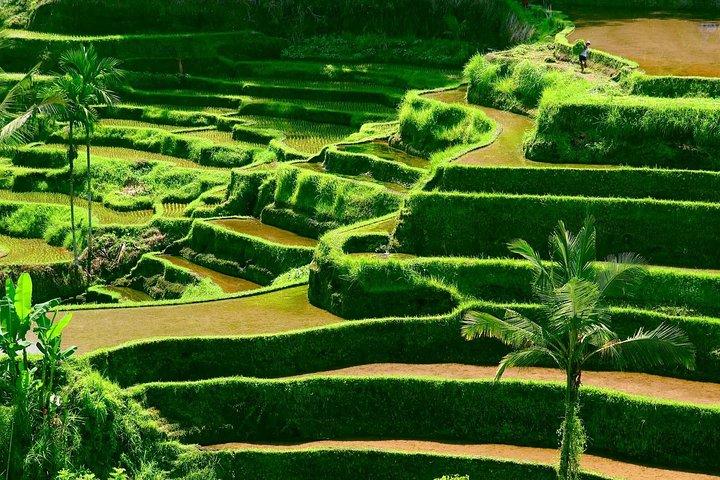 Excursão Terrestre Privada: Melhor Excursão Personalizada De Bali