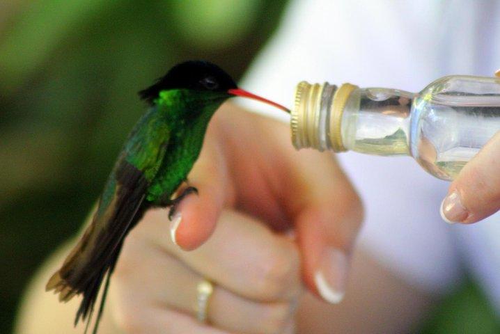 Rocklands Bird Sanctuary & City Highlights sowie Einkaufsmöglichkeiten von Montego Bay