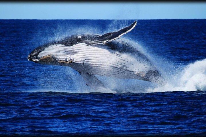 Crucero de observación de ballenas desde Redcliffe o Sunshine Coast