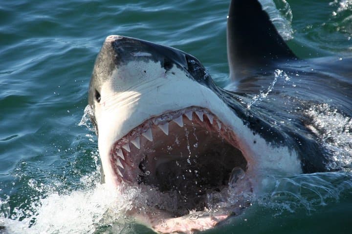 From Cape Town: Shark Cage Diving Private Boat Tour to Gansbaai