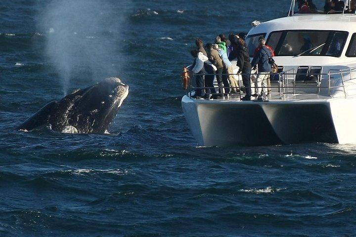 Private tur: Hermanus Whale observation båd tur & vinsmagning
