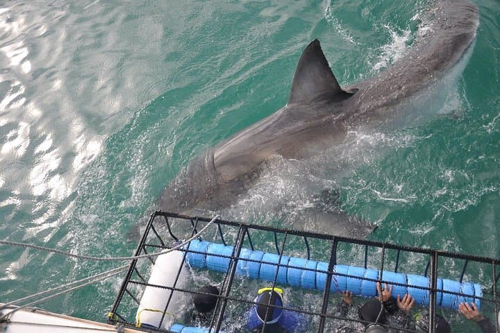 From Cape Town: Shark Cage Diving Private Boat Tour to Gansbaai