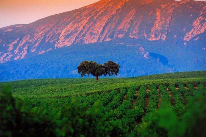 Cata de vinos: tour privado de medio día