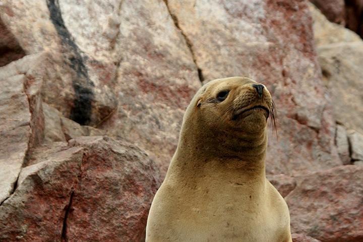 Ballestas Eilanden Groep Tour vanuit Paracas