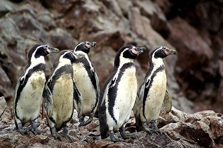 Ballestas Eilanden Groep Tour vanuit Paracas