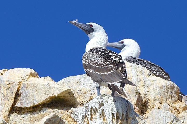 Ballestas Eilanden Groep Tour vanuit Paracas