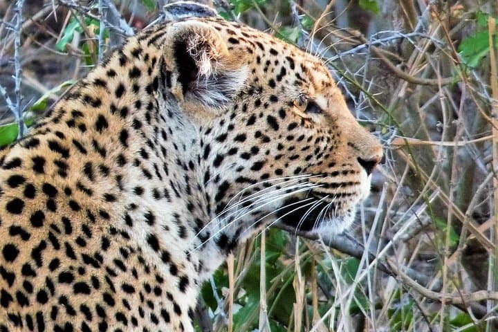 Kruger National Park Morning Game Drive from Hazyview