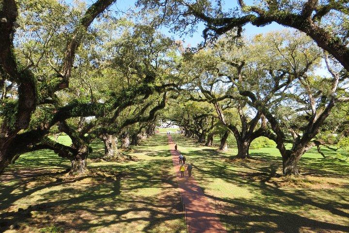 Oak Alley Plantation e passeio pela cidade de Nova Orleans