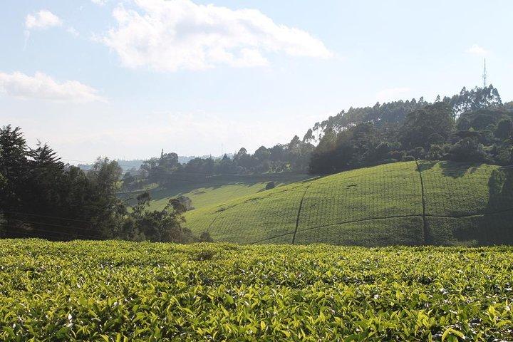 Excursion d'une journée à Kiambethu Tea Farm à Limuru au départ de Nairobi