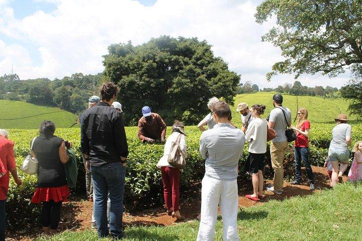 Excursion d'une journée à Kiambethu Tea Farm à Limuru au départ de Nairobi