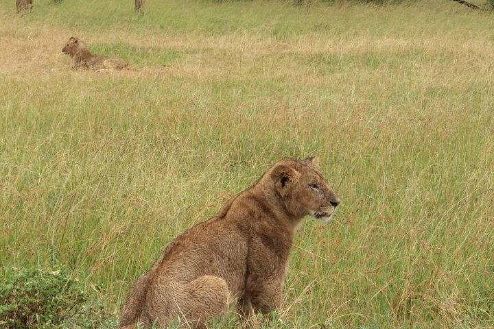 3 jours de SAFARI DE LUXE PRIVÉ au Masai Mara de Nairobi