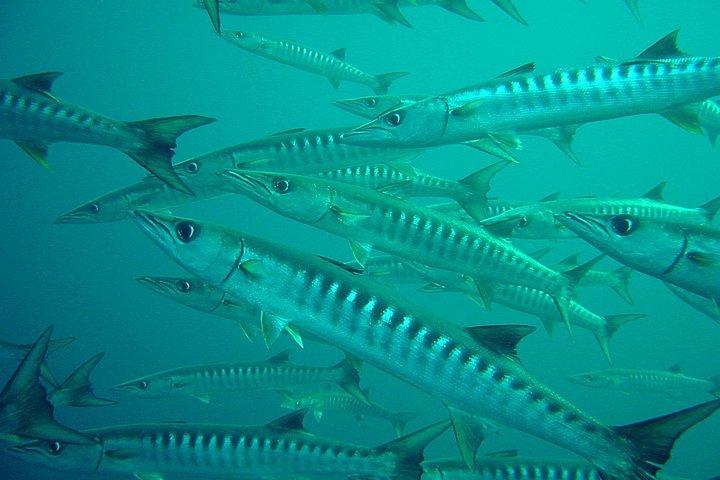 Viaje de buceo a Phi Phi desde Phuket para buceadores certificados