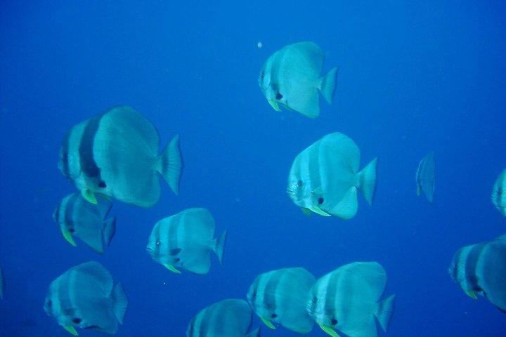 Viaje de buceo Racha Yai desde Phuket