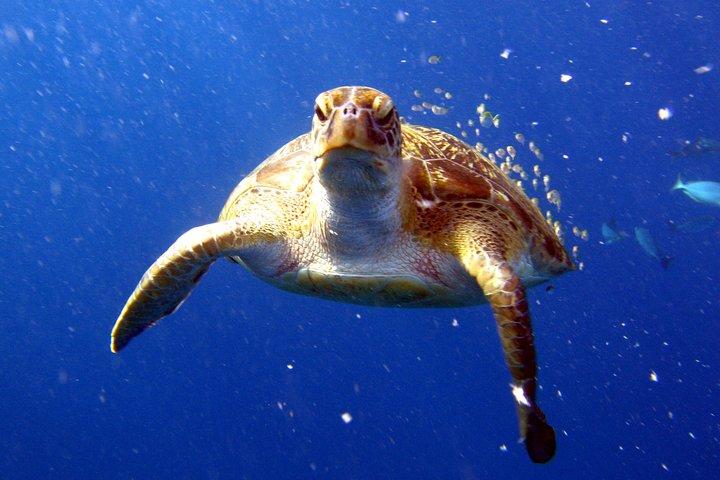 Full-Day Similans Scuba Diving desde Phuket
